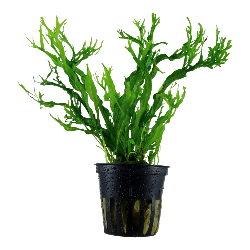 Microsorum pteropus &#39;Windeløv&#39;