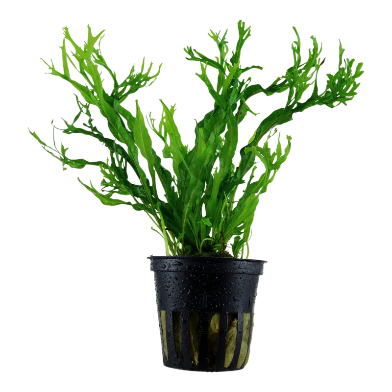 Microsorum pteropus &#39;Windeløv&#39;