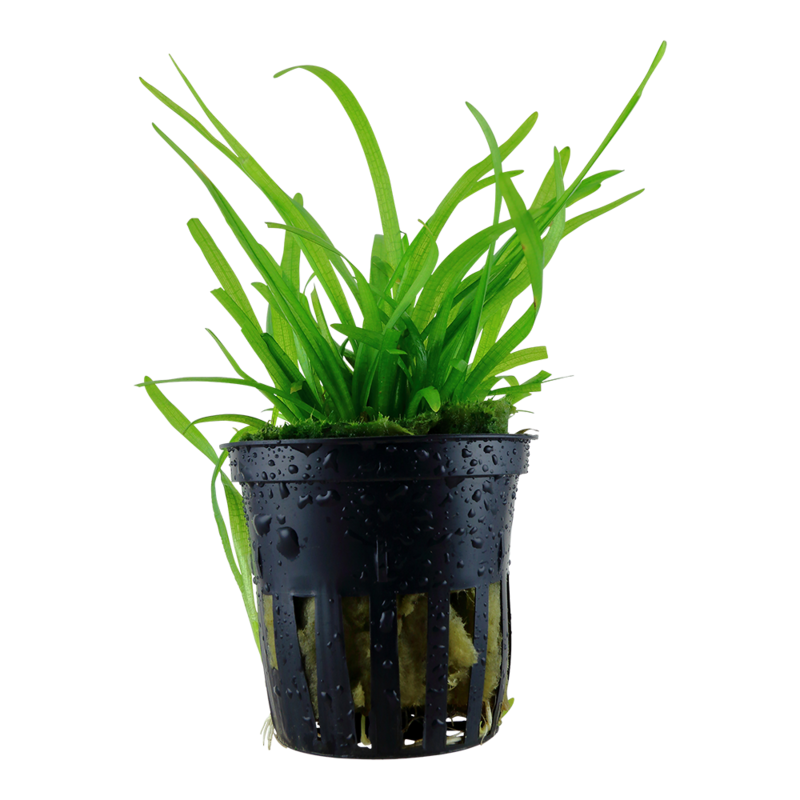Sagittaria subulata