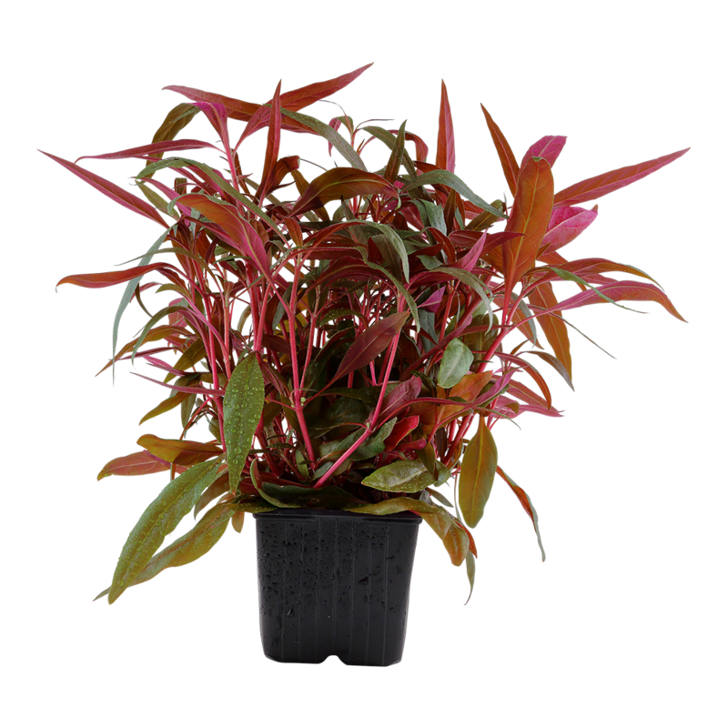 Alternanthera reineckii &#39;Pink&#39;