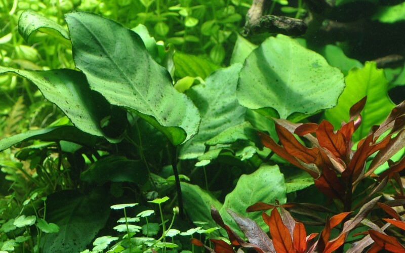 Anubias barteri var, caladiifolia