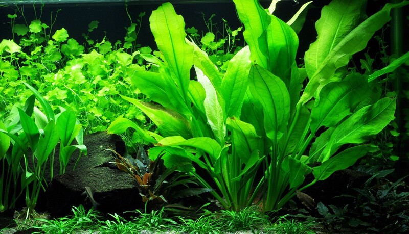Echinodorus grisebachii 'Bleherae'