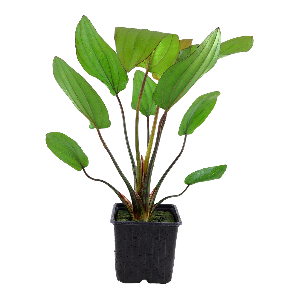 Echinodorus 'Barthii'