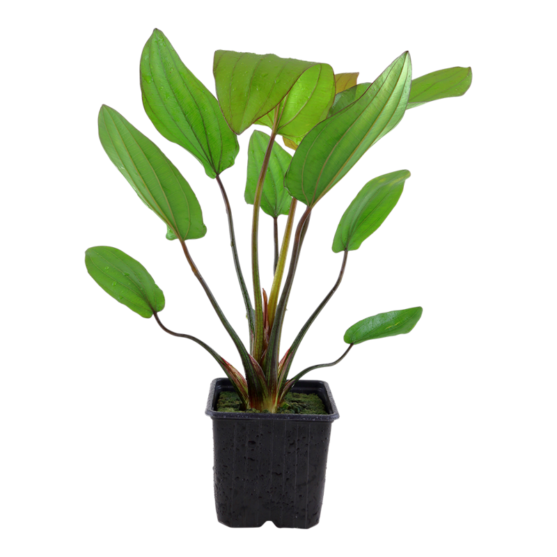 Echinodorus &#39;Barthii&#39;