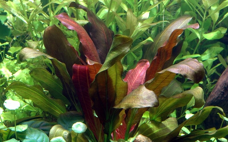 Echinodorus 'Barthii'