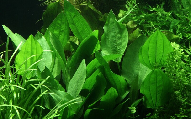 Echinodorus palifolius