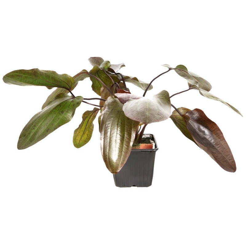 Echinodorus &#39;Ozelot&#39;