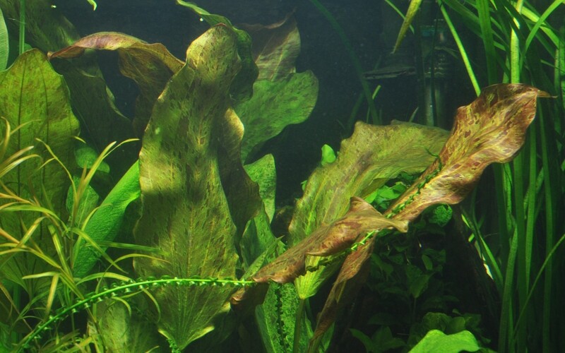 Echinodorus 'Ozelot'