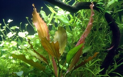 Echinodorus 'Rosé'