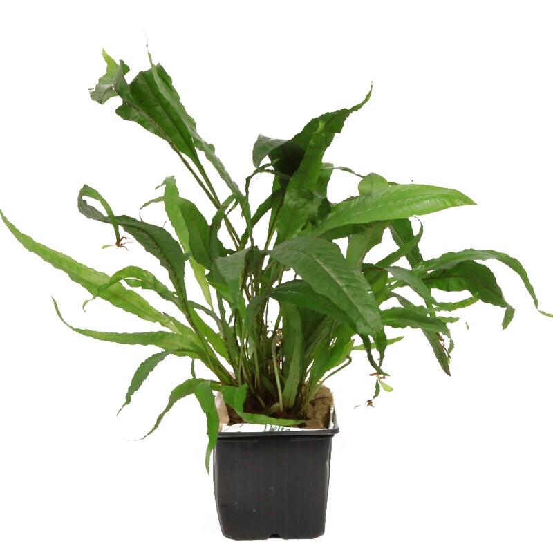 Microsorum pteropus