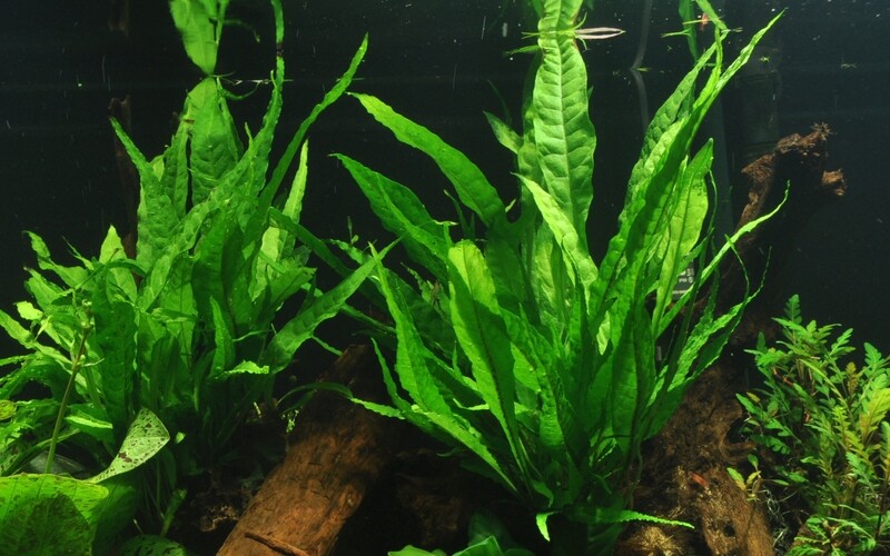 Microsorum pteropus