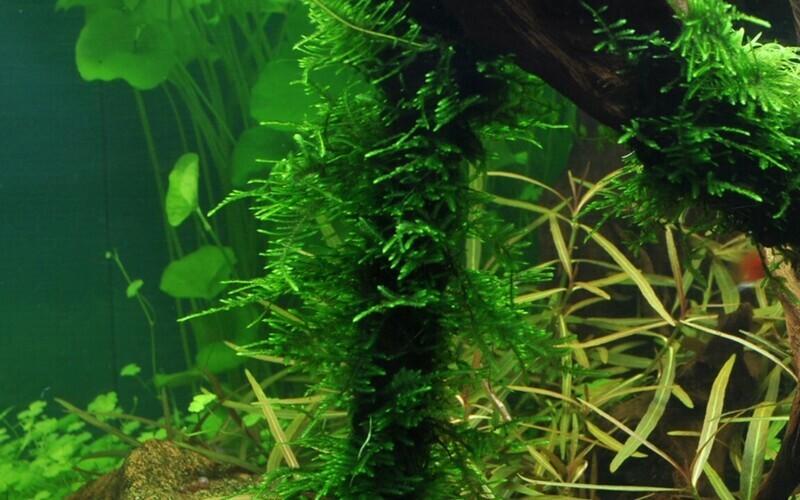 Spiky Mossa