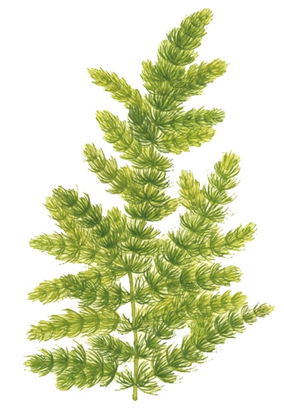 Ceratophyllum demersum 'Foxtail'