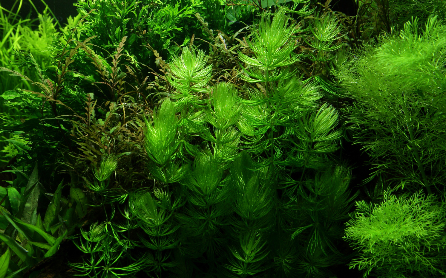 Ceratophyllum demersum 'Foxtail'