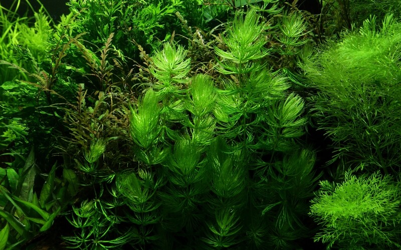 Ceratophyllum demersum &#39;Foxtail&#39;