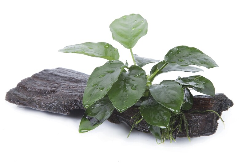 Anubias barteri var, nana på rot
