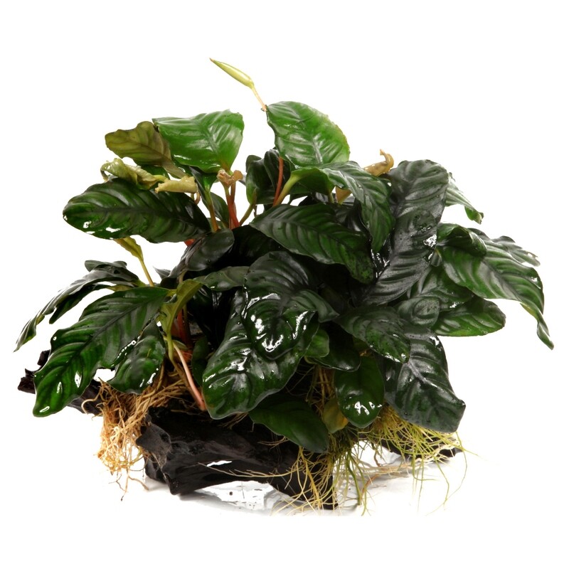 Anubias barteri sp, på rot XL