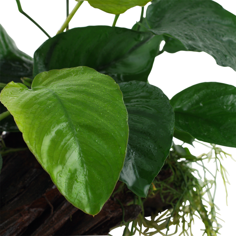 Anubias barteri sp, på rot XL