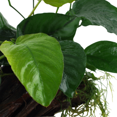 Anubias barteri sp, på rot XL