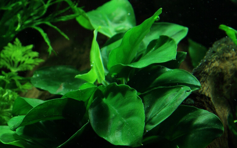 Anubias barteri var, nana på rot