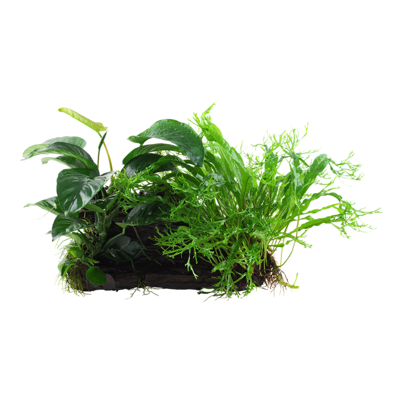 Microsorum - Anubias &#39;Duet&#39; på rot XL