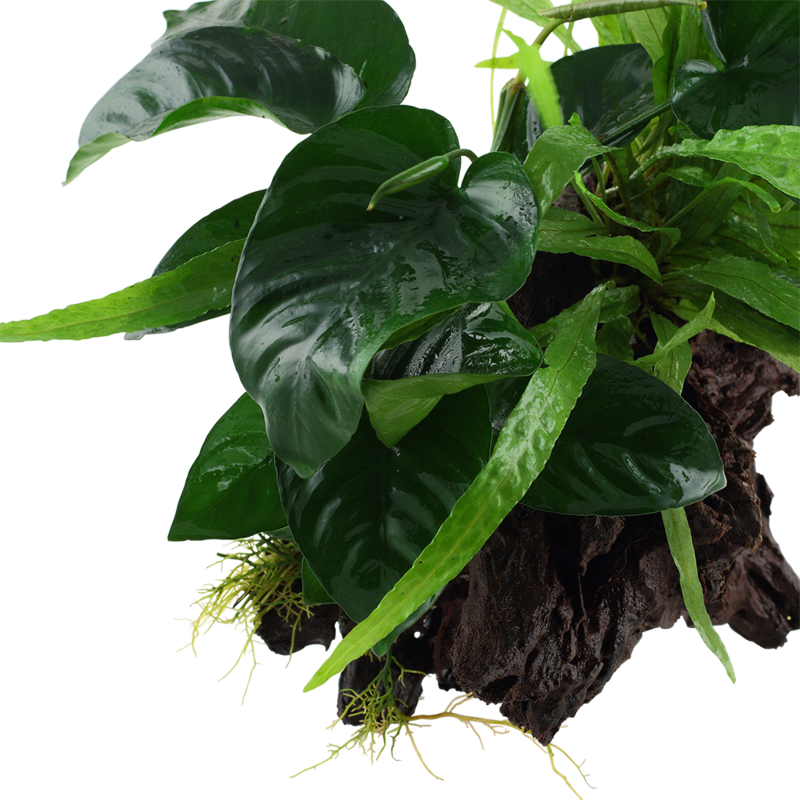 Microsorum - Anubias 'Duet' på rot XL