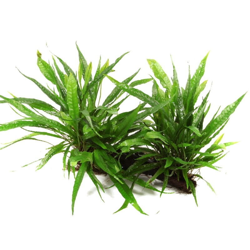 Microsorum pteropus på rot XL