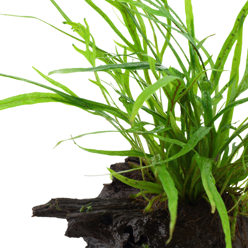 Microsorum pteropus 'Trident' på rot