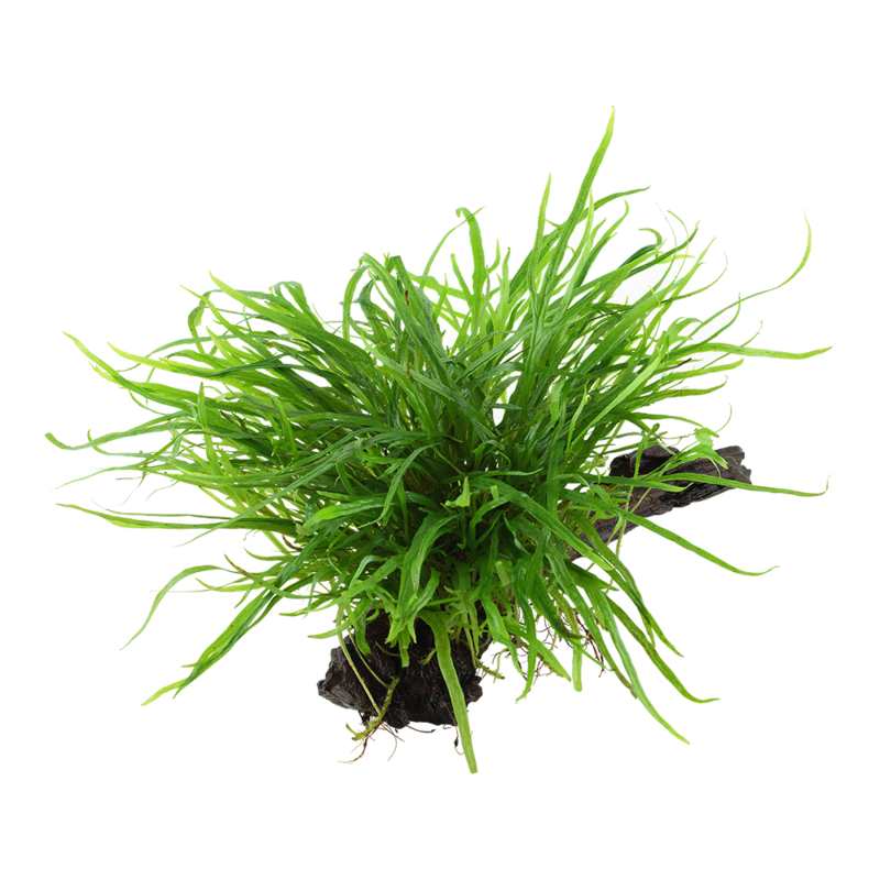 Microsorum pteropus &#39;Trident&#39; på rot