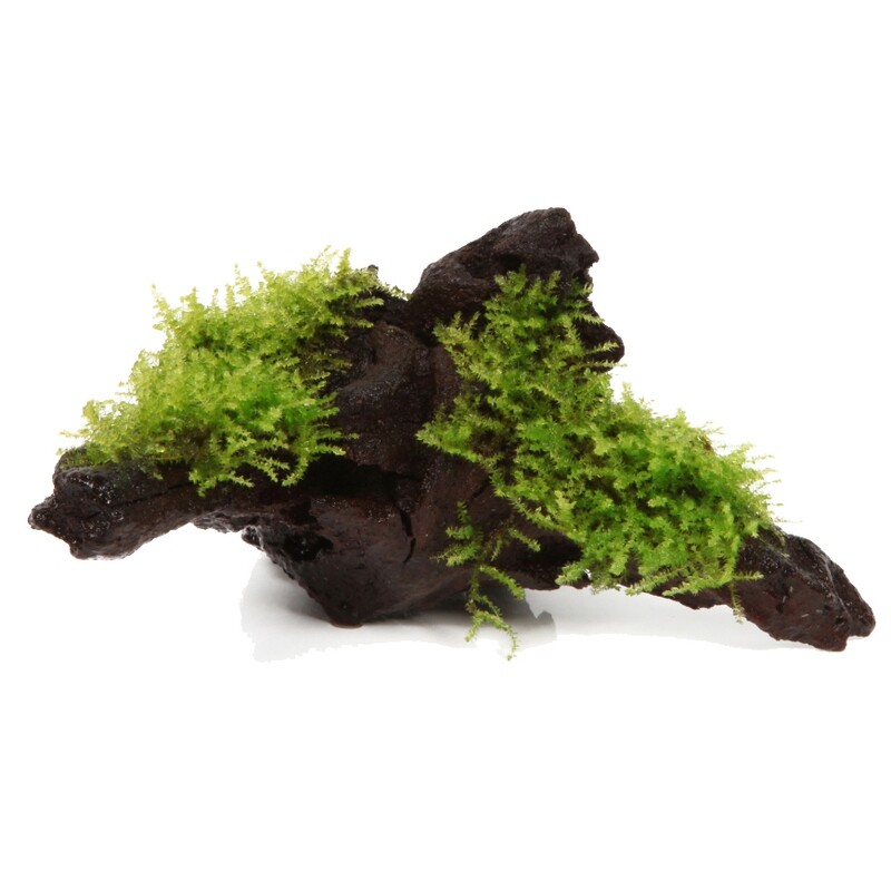 Vesicularia montagnei 'Christmas' på rot