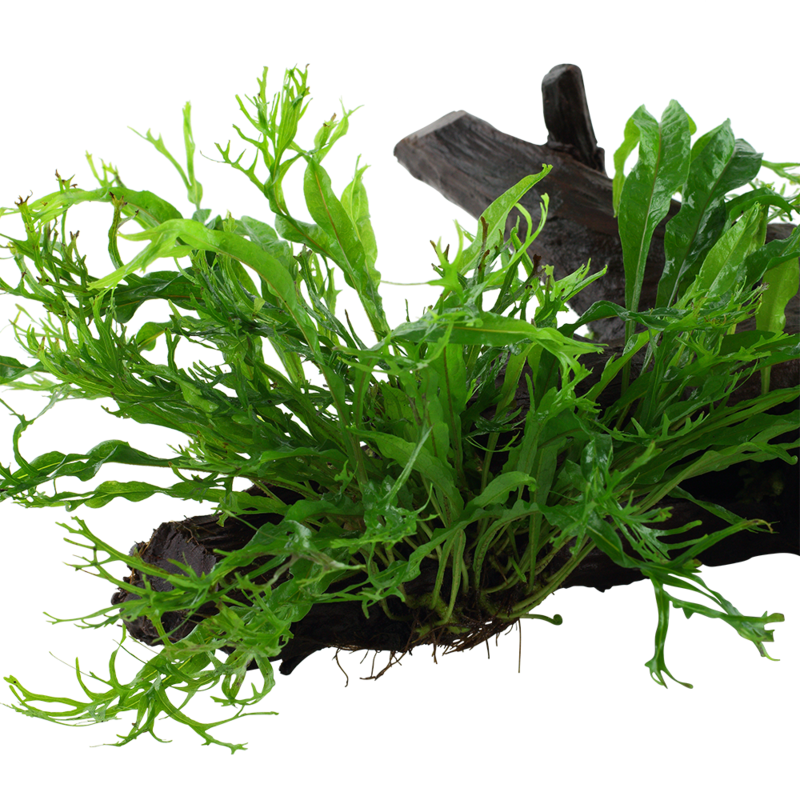 Microsorum pteropus 'Windeløv' på rot XL