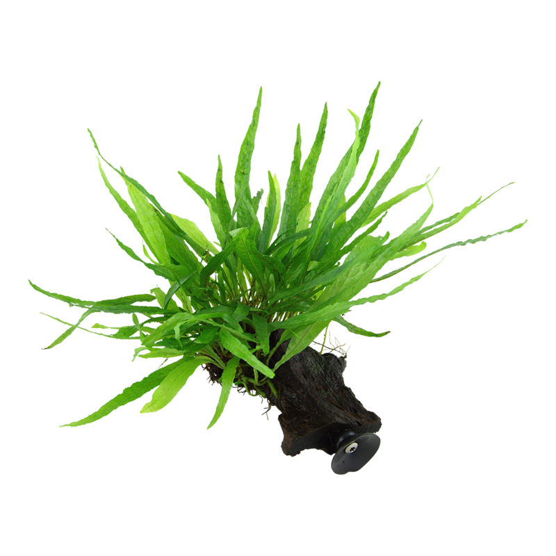 Microsorum pteropus 'Narrow' på rot med sugkopp