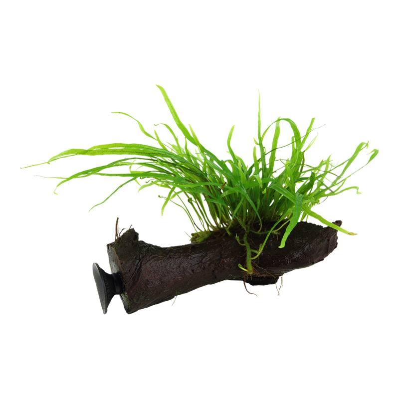 Microsorum pteropus &#39;Trident&#39; på rot med sugkopp