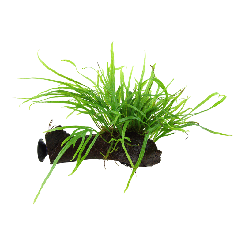 Microsorum pteropus 'Trident' på rot med sugkopp