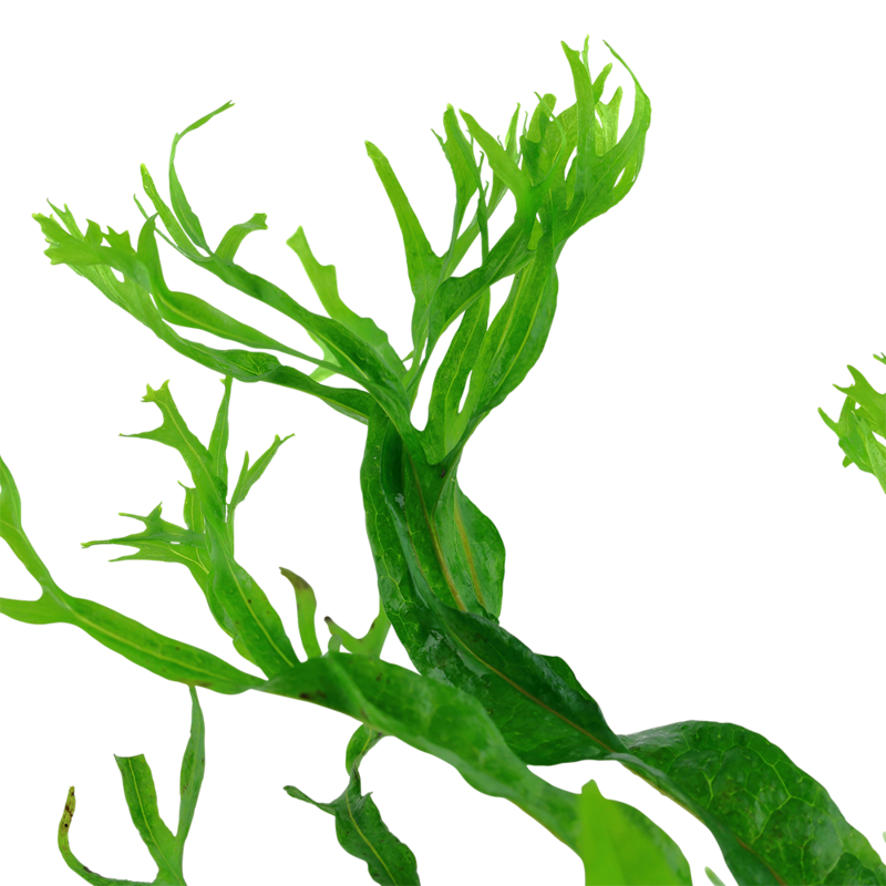 Microsorum pteropus 'Windeløv' på rot med sugkopp