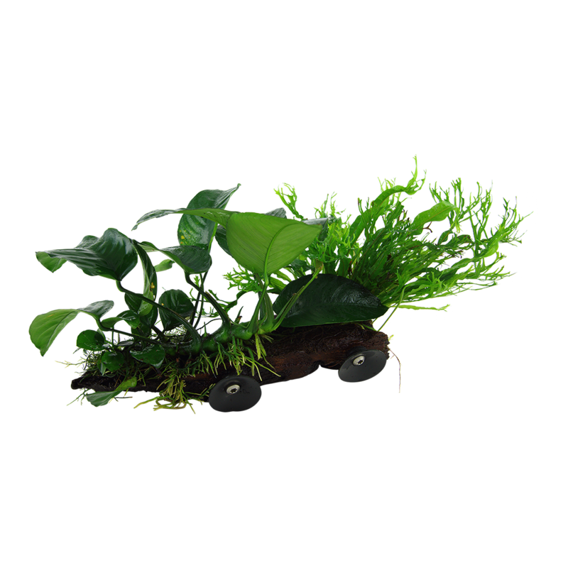 Microsorum sp, på rot med sugkopp XL