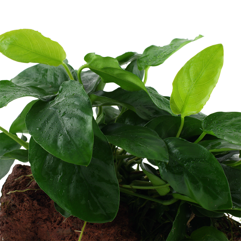 Anubias barteri var, nana på lavasten