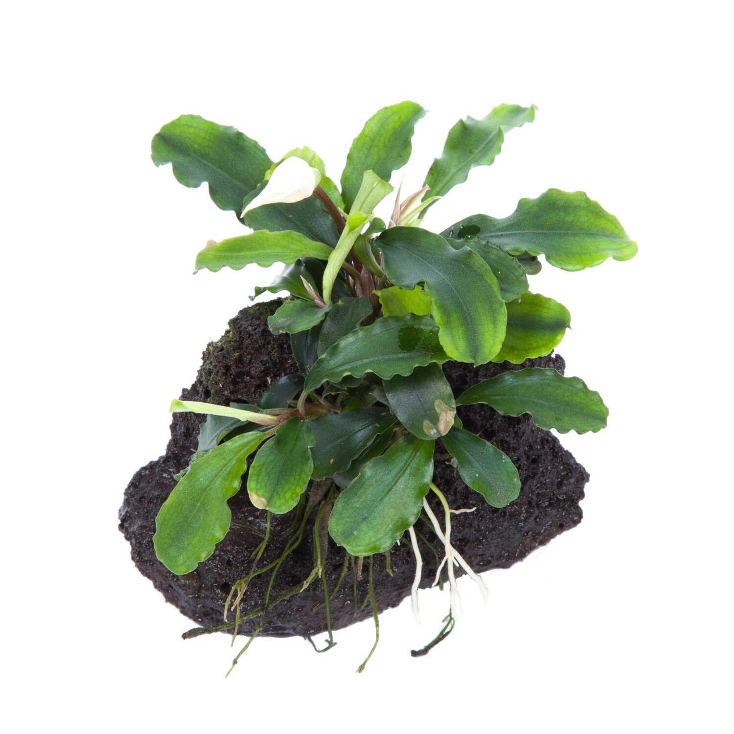 Bucephalandra pygmaea &#39;Wavy Green&#39; på lavasten