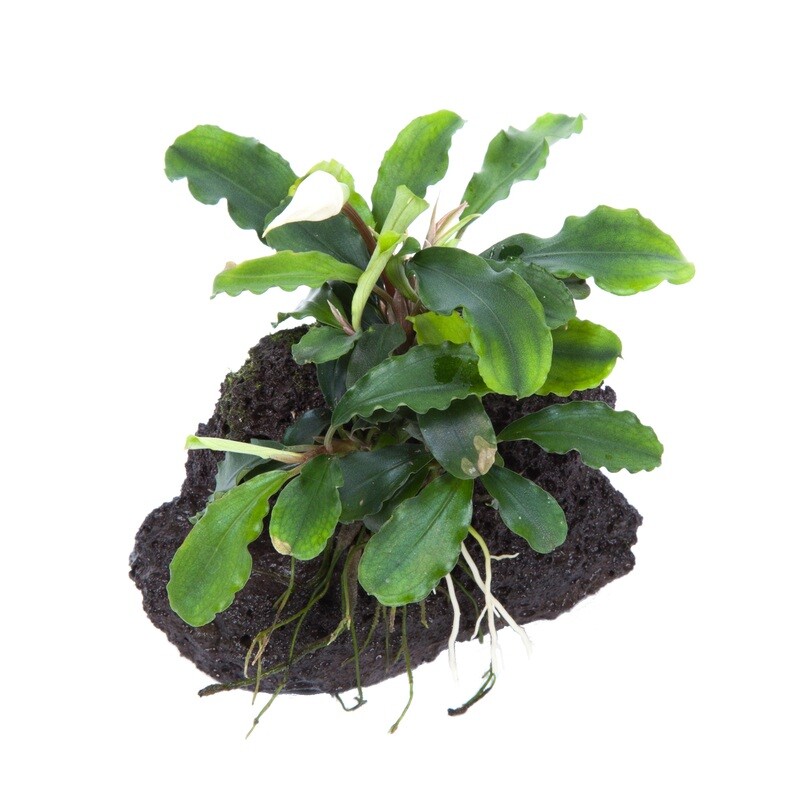 Bucephalandra pygmaea &#39;Wavy Green&#39; på lavasten