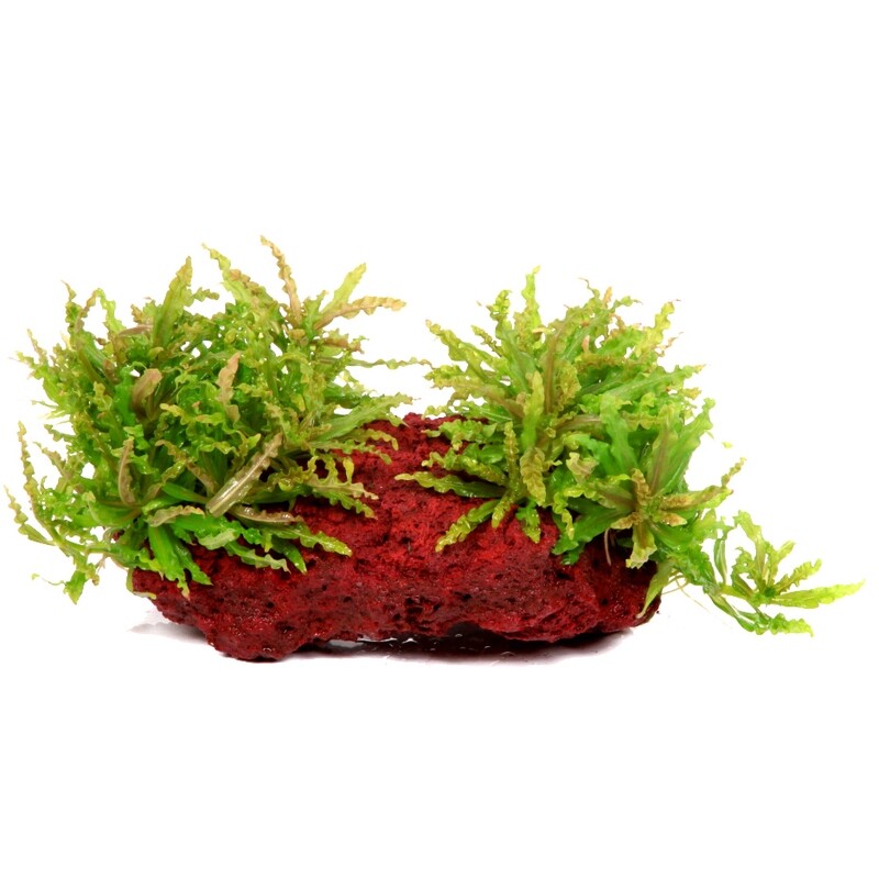 Pogostemon helferi på lavasten