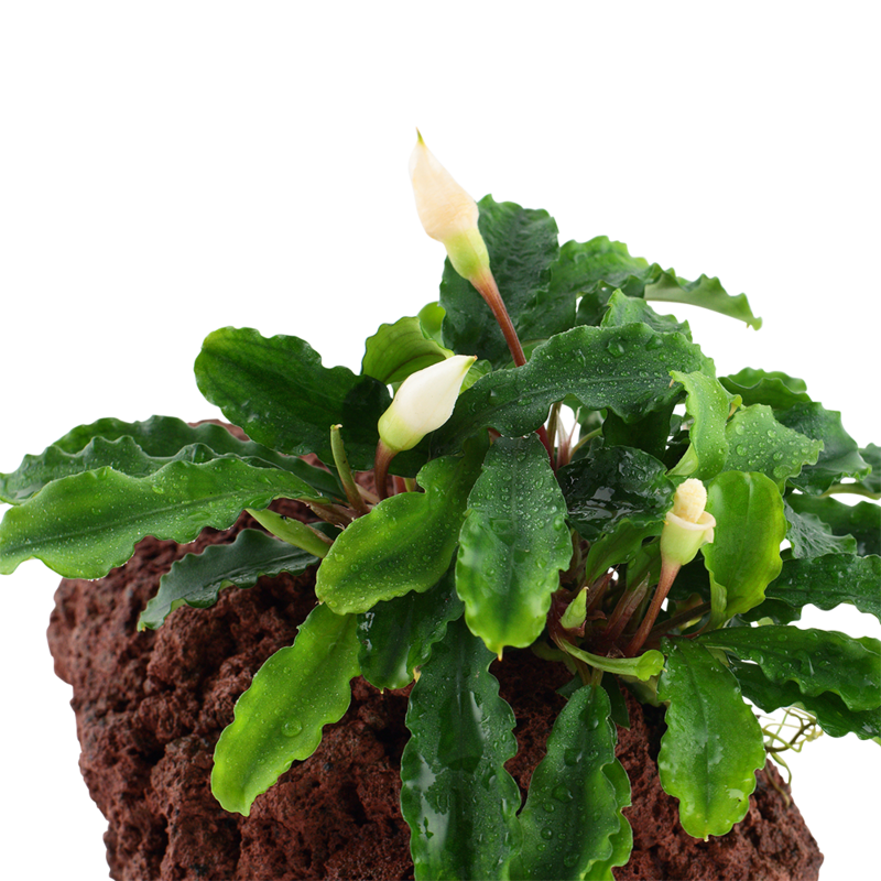 Bucephalandra pygmaea 'Wavy Green' på lavasten