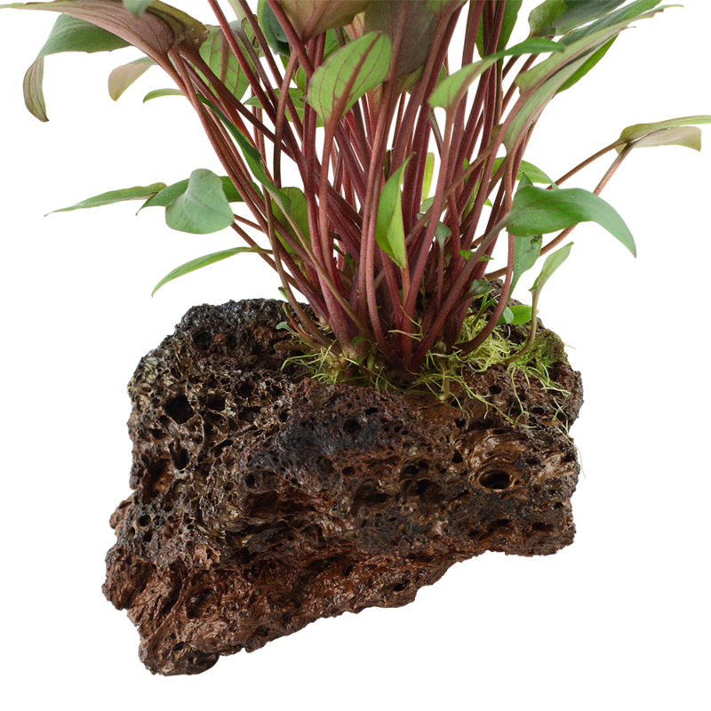 Cryptocoryne beckettii 'Petchii' på lavasten