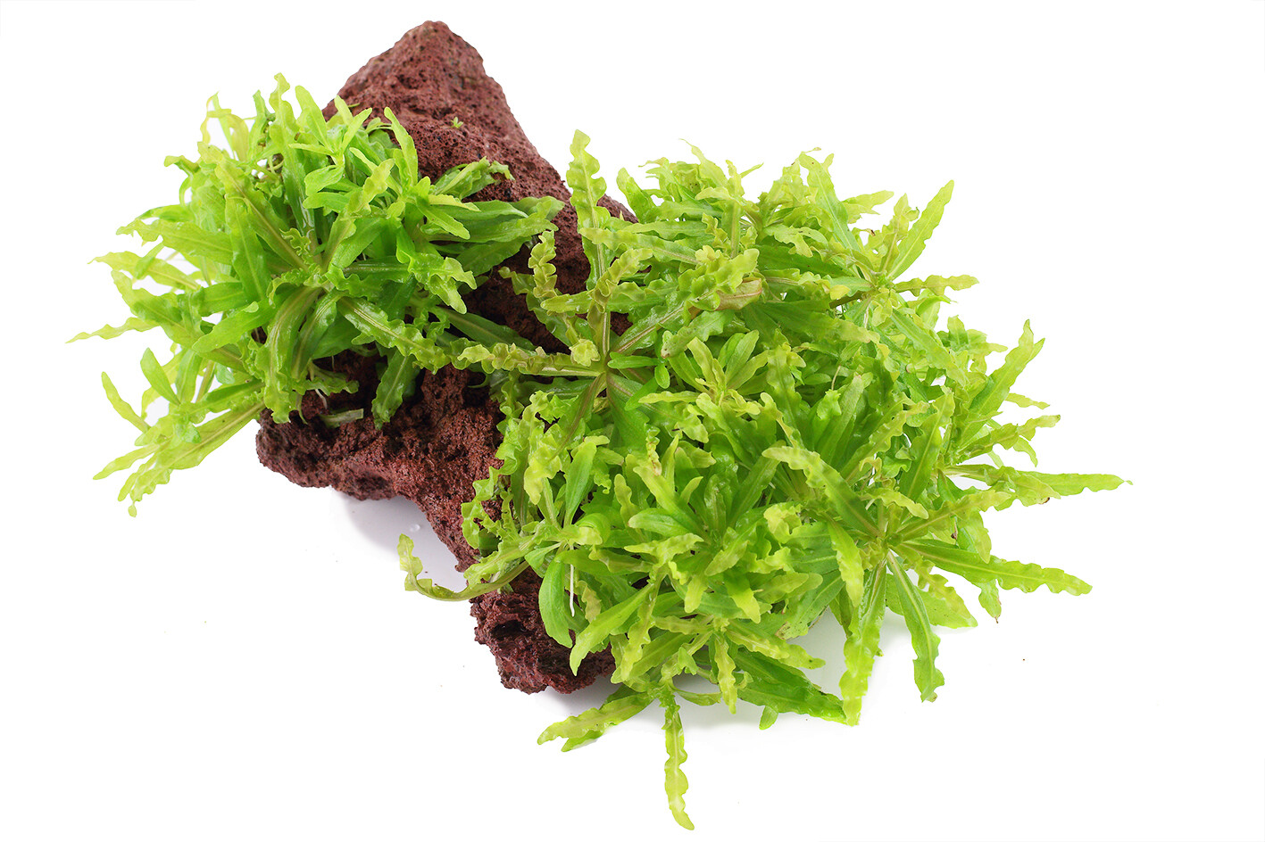 Pogostemon helferi på lavasten