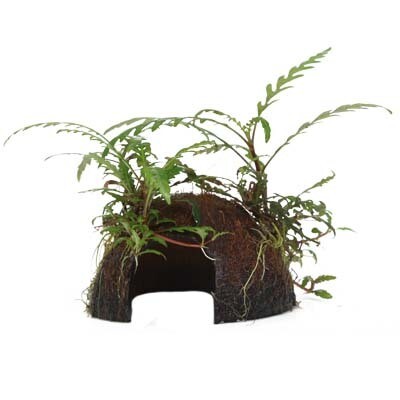Hygrophila pinnatifida på kokosnötskal