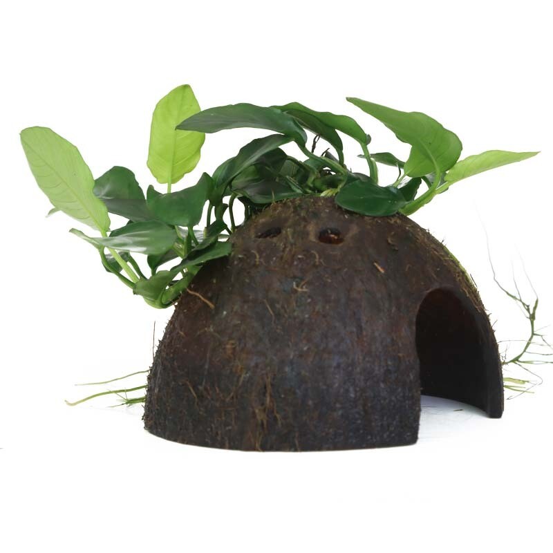 Anubias barteri var, nana på kokosnötskal