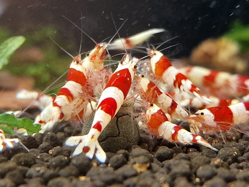 Crystal Red - High
