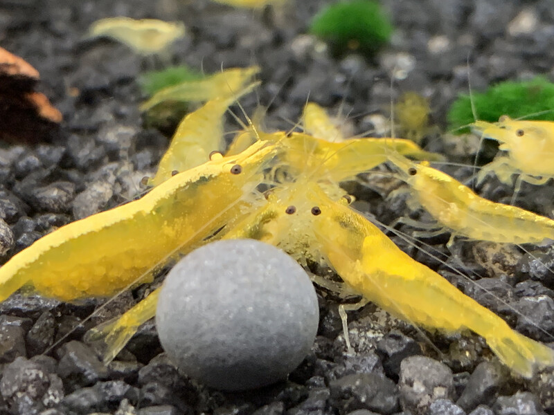 Yellow Neon
