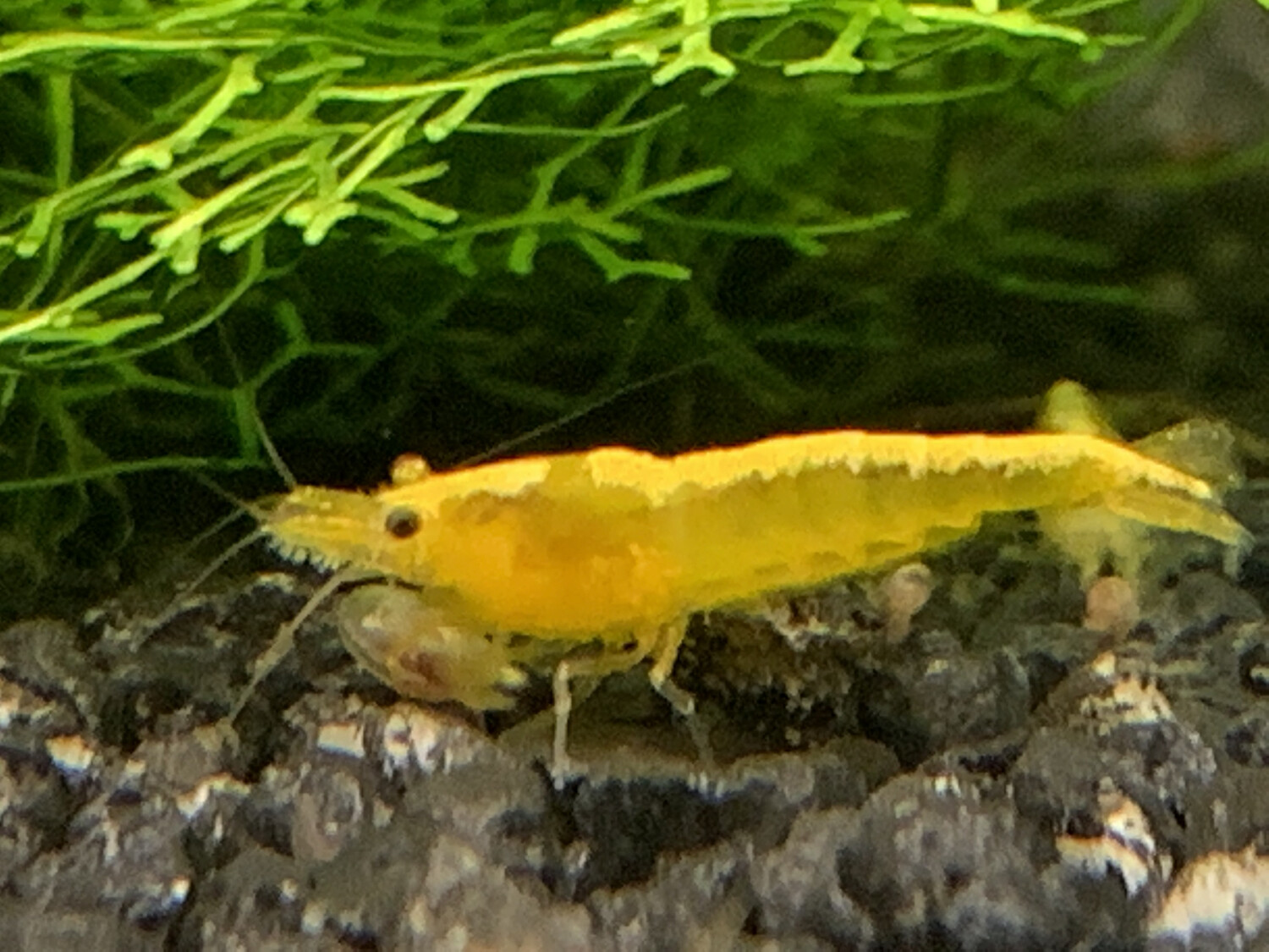 Yellow Neon