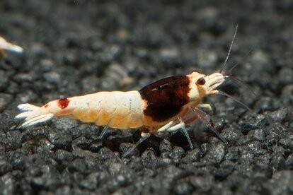 Red Shadow Mosura