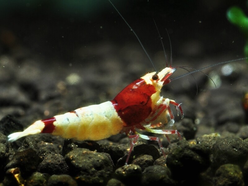 Red Shadow Mosura